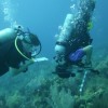 Coral Disease in Belize Blog-Picture-for-C-H
