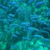 Stormy morning but having a great time! creole_wrasse