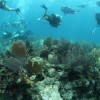 In the News: Kids, wounded vets join to restore coral in the Keys Picture Credit: http://www.news-press.com