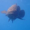Science Begins for SCUBAnauts on Second 2018 Trip to the Florida Keys OLYMPUS DIGITAL CAMERA