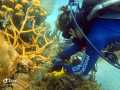 Marcus collects coral to be transplanted.