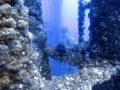 Lionfish-on-platform