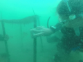 Scrub the algae