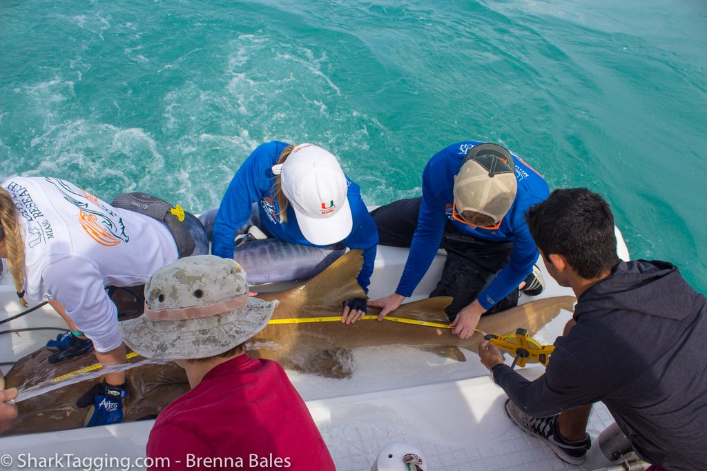 SCUBAnauts Shark Tagging Dive 2018 - Shark Measurements