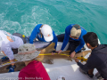 SCUBAnauts Shark Tagging Dive 2018 - Shark Measurements