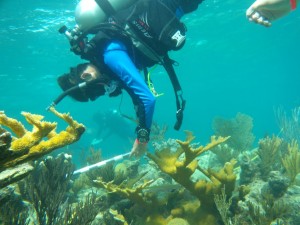 A SCUBAnaut measures Elkhorn coral in the Florida Keys.