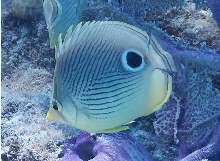 four eye butterflyfish