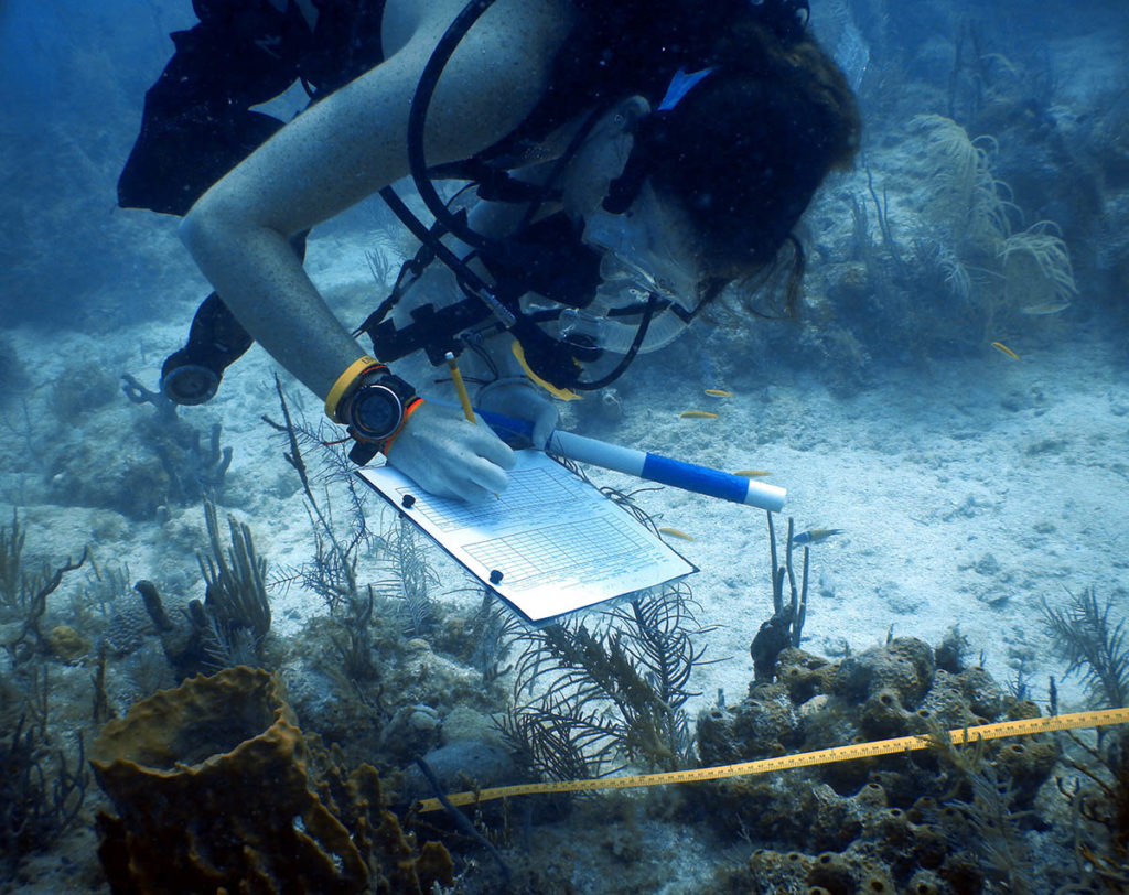 diver collecting data on palythoa