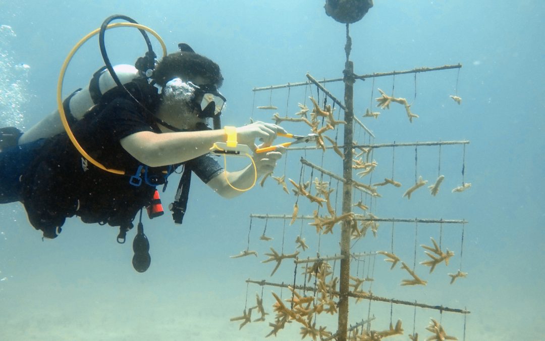 Nauts Restore Reefs, Conduct Coral Research in Florida Keys