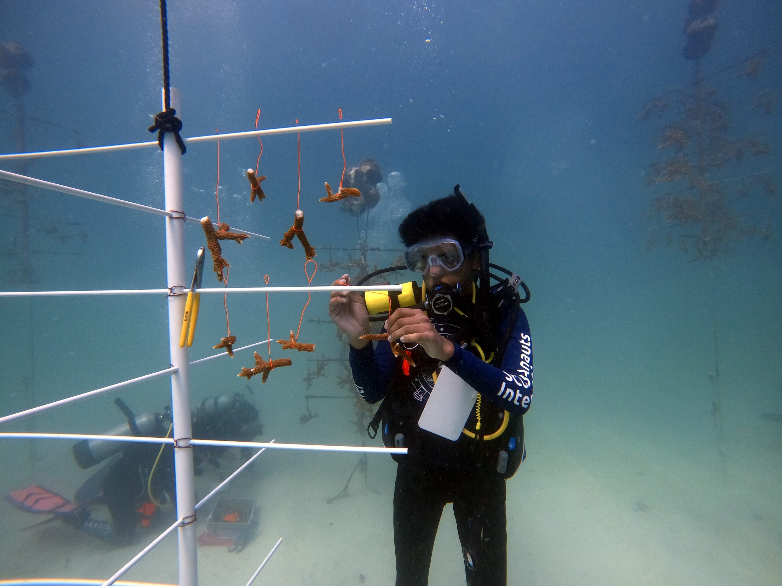 Coral Restoration, BINGO and Night Dives - SCUBAnauts International