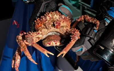 Caribbean King Crabs Contribute to Reef Restoration